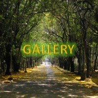 Latest Gallery
